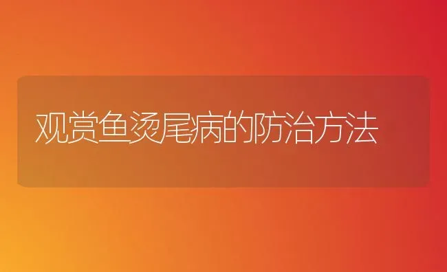 观赏鱼烫尾病的防治方法 | 宠物病虫害防治