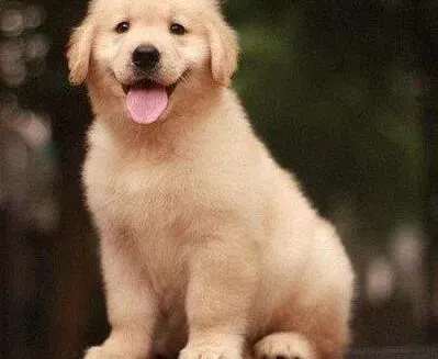 金毛|金毛犬突然干咳而且呕吐应用什么药物
