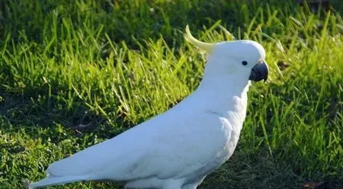 葵花凤头鹦鹉的饲养 每天加喂些苹果和青菜 | 鹦鹉