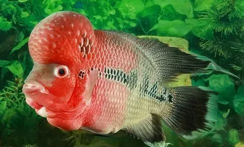 花罗汉起头 花罗汉起头的四个小技巧