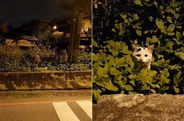 怎么这么晚才来? 小可爱浪浪撒娇等罐罐 | 猫