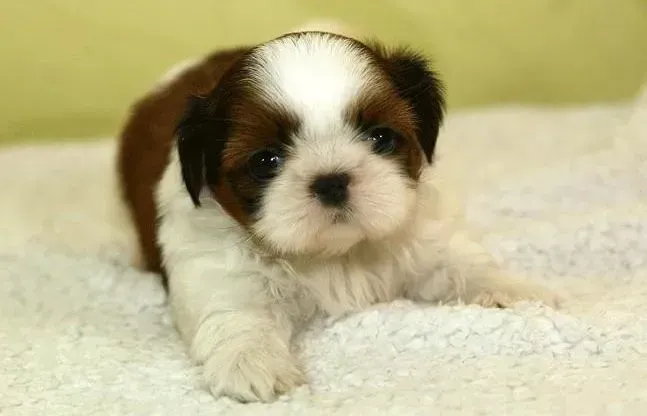 西施犬|如何照顾未满月的西施犬 求解答