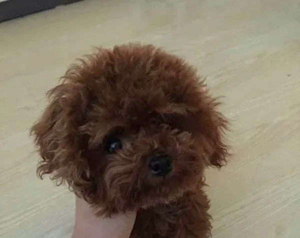 茶杯泰迪犬的寿命 寿命在12到15年左右 | 茶杯泰迪犬