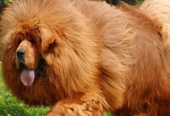 藏獒|狗狗心事之教你如何喂养出完美的藏獒