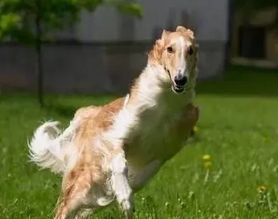 苏俄猎狼犬遗传病 遗传病只可预防无可治疗 | 苏俄猎狼犬