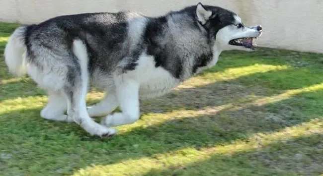 阿拉斯加犬|狗狗知我心 为什么说阿拉斯加犬和主人惺惺相惜