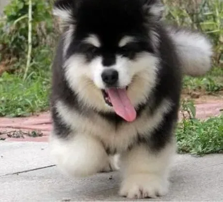 阿拉斯加犬|良好习惯 怎样让阿拉斯加犬有一个好吃相