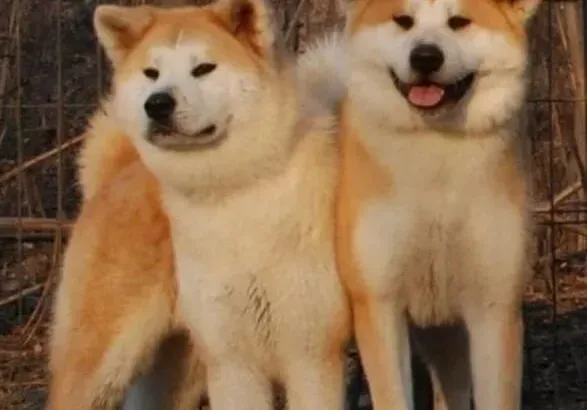 秋田犬|想要让秋田犬保持安静的小技巧