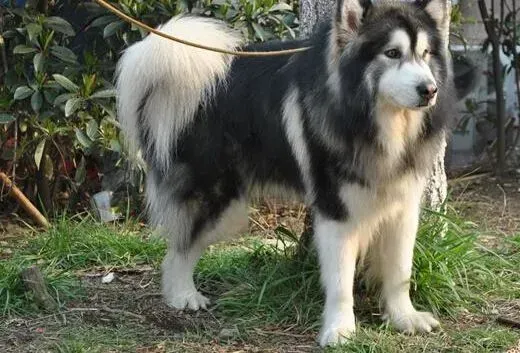 阿拉斯加犬|狗狗长牙换牙有规律 了解阿拉斯加犬的换牙知识