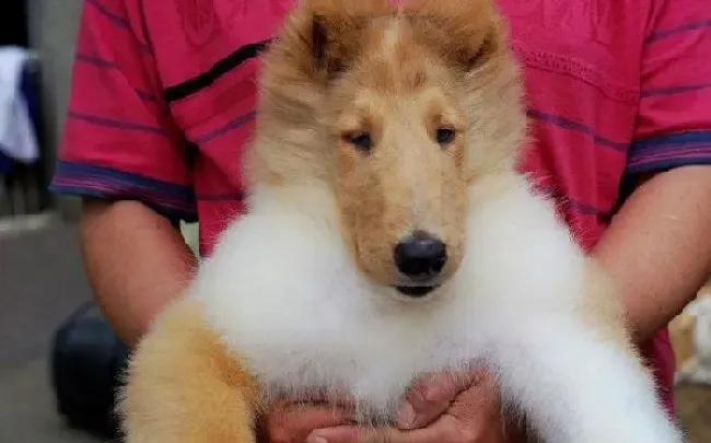 苏格兰牧羊犬|苏格兰牧羊犬应该吃什么样的狗粮