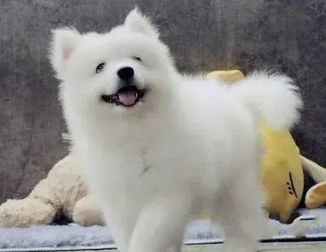 萨摩耶|萨摩耶总是大声的乱叫如何制止它呢