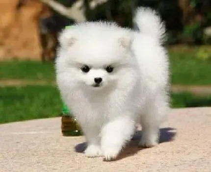 博美犬|请问哪些营养膏对博美犬的身体更好一些呢