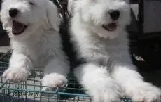 古代牧羊犬|古代牧羊犬一直鼻塞应该怎么办