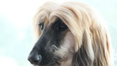 阿富汗猎犬常见病有哪些 都用什么药 | 阿富汗猎犬