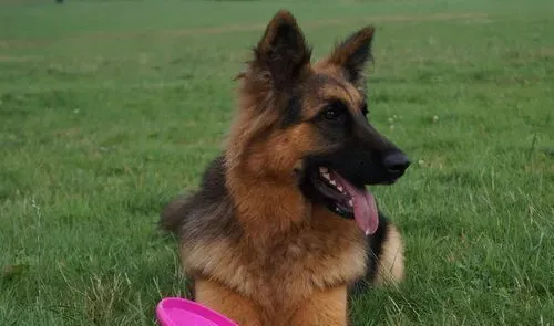 四个月大的德国牧羊犬该怎么饲养 饲喂次数减到3次 | 德国牧羊犬