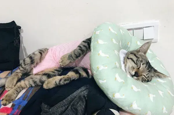 虎斑猫偷穿亮眼粉红色洋装 马麻傻眼：这是要去哪 | 猫