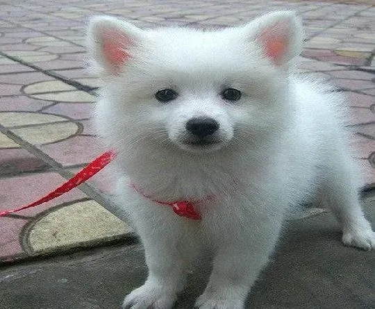 银狐犬|面对银狐犬的咬人行为不可小视