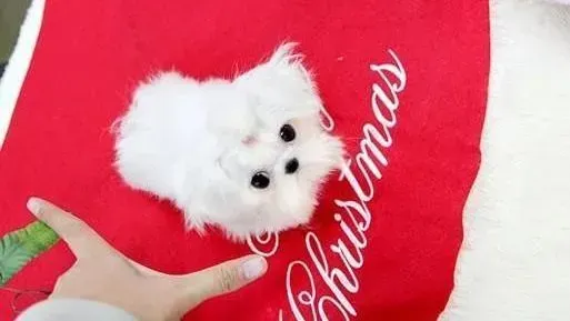 马尔济斯|马尔济斯犬乱吃东西你可以这样纠正