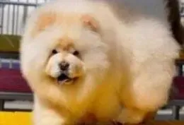 松狮犬|喂养松狮犬时要注意哪些基本问题