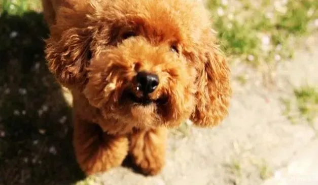 泰迪犬|补钙双刃剑 泰迪犬缺钙和补钙过多的后果是怎样的