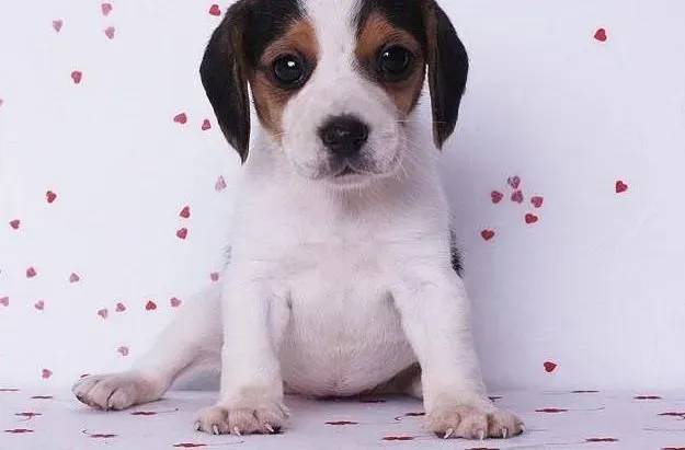 比格犬|怎样给比格犬选到最合适它的玩具