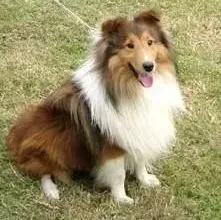 喜乐蒂|如何保护喜乐蒂犬的骨关节