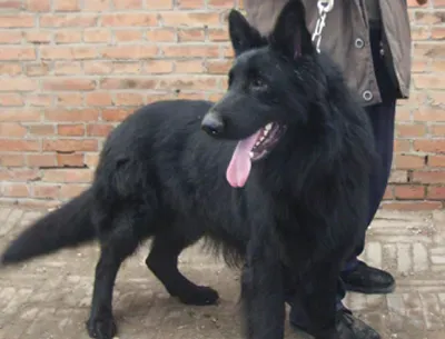 比利时牧羊犬的形态特征 体型很协调 | 比利时牧羊犬