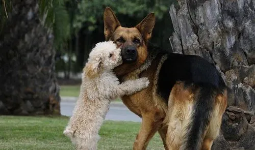 四个月大的德国牧羊犬该怎么饲养 饲喂次数减到3次 | 德国牧羊犬