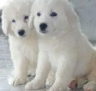 大白熊犬|大白熊犬不同身体部位出现异味时如何解决