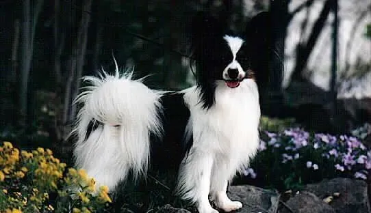 蝴蝶犬掉毛程度 蝴蝶犬掉毛原因及如何整理 | 蝴蝶犬