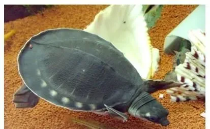 猪鼻龟白斑病怎么治 前期症状为背甲出现白膜 | 猪鼻龟