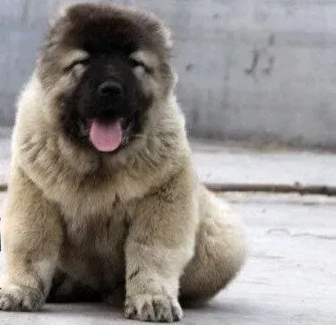 高加索犬|高加索犬偷吃生鸡蛋，拉肚子，求医治