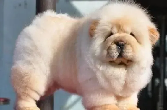 松狮犬|如何轻松解决松狮犬出现的“汗脚”问题