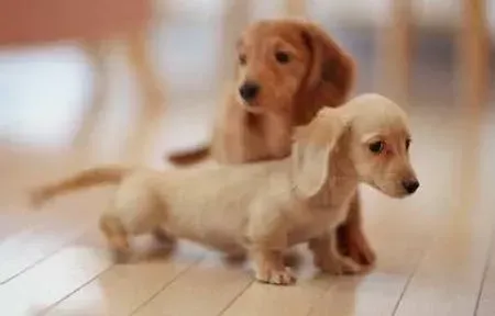 腊肠犬|两个月的腊肠犬每顿吃多少狗粮