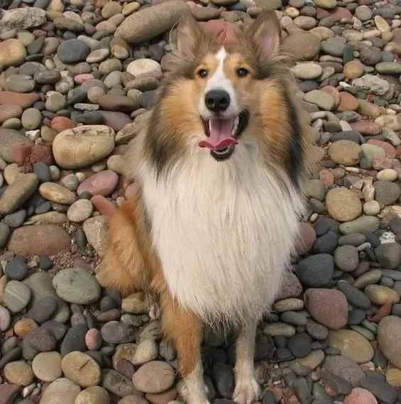 喜乐蒂|有效清洁喜乐蒂犬牙齿的方法介绍