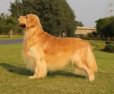 金毛|两个月的金毛犬吃什么能长胖点呢 求方法