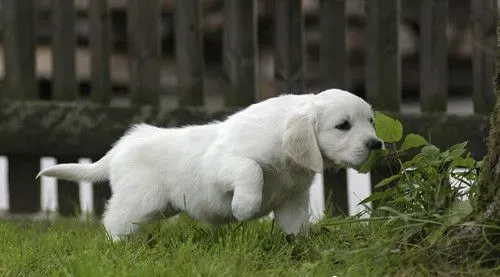怎么样训犬 影响狗狗训练的三大因素 | 狗