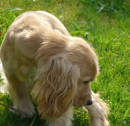 美国可卡犬的寿命 寿命在10到15年左右 | 美国可卡犬