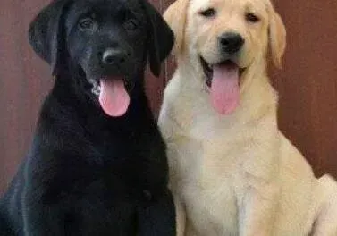 拉布拉多|拉布拉多犬一见到陌生人就会狂叫怎么训练