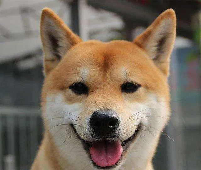 柴犬咬猫 柴犬咬猫的原因 | 柴犬