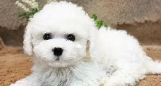 比熊犬|主人应如何应对不喜欢剪指甲的比熊犬