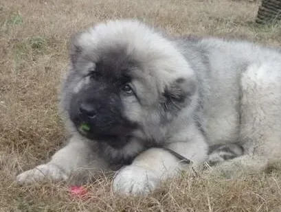 高加索犬|你知道高加索犬一天的标准食量是多少么