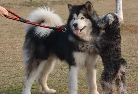 阿拉斯加雪橇犬的习性 阿拉斯加生性好群居 | 阿拉斯加雪橇犬