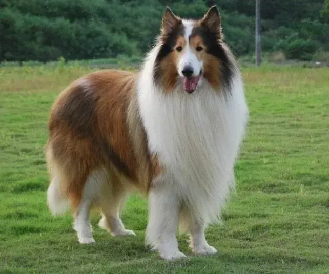 苏格兰牧羊犬|苏格兰牧羊犬呕吐，皮肤发红是什么毛病