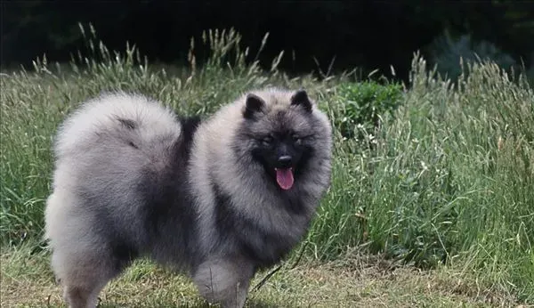 荷兰毛狮犬有白色吗 荷兰毛狮犬都是混合灰色 | 荷兰毛狮犬