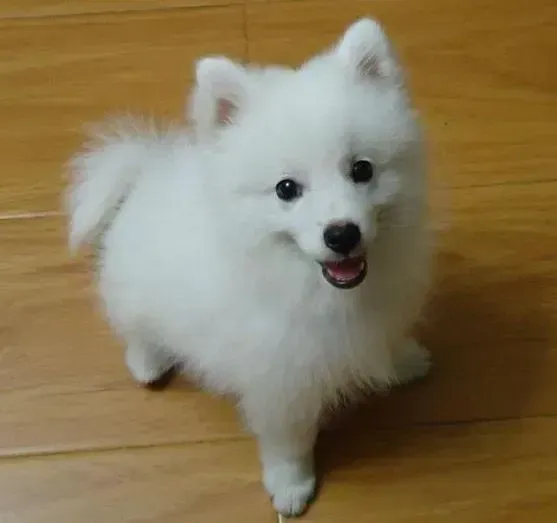 银狐犬|银狐犬每次出门后总是乱捡东西吃怎么办