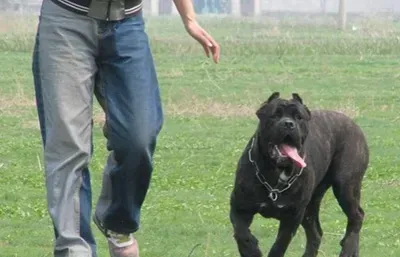 卡斯罗犬能长多大 雌雄犬在体重上有差别 | 卡斯罗犬