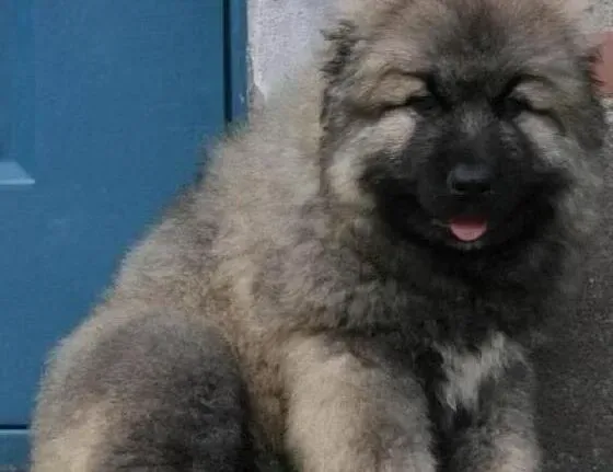 高加索犬|高加索犬超级喜欢咬东西怎样纠正这个毛病