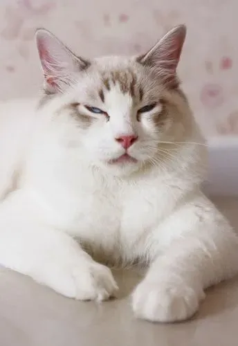 怎样训练布偶猫 五招换回乖乖猫咪 | 布偶猫