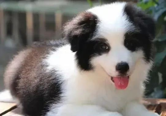 边境牧羊犬|边境牧羊犬肚子上鼓个包是什么东西